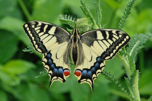 Papilio machaon